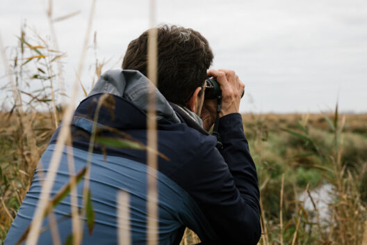 Janvier : le mois du comptage international Wetlands - résultats 2024